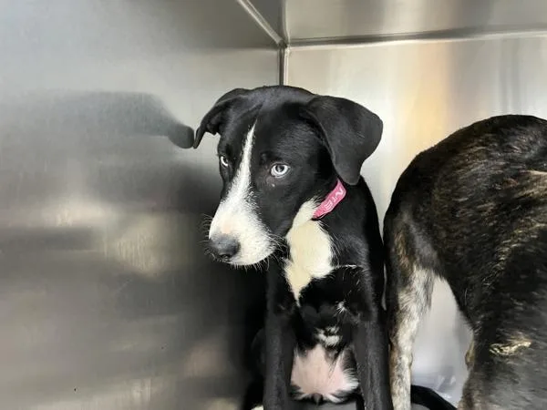 A baby large-sized female Siberian Husky dog named Molly for adoption in Sioux City, IA