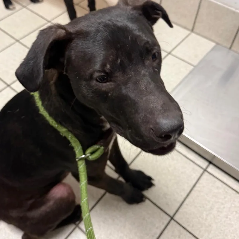 A young medium-sized male Black Mixed Breed dog named Crockpot Buffalo Chicken Dip for adoption in Charleston, WV