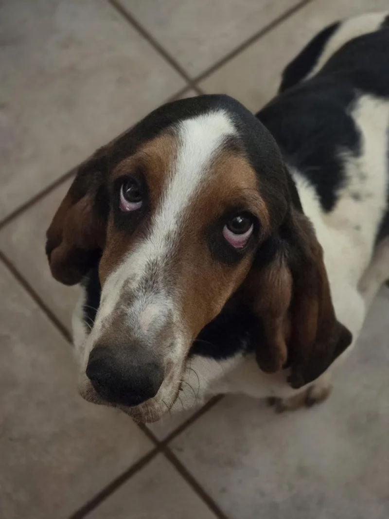 A young medium-sized male Basset Hound dog named Walter for adoption in Petaluma, CA