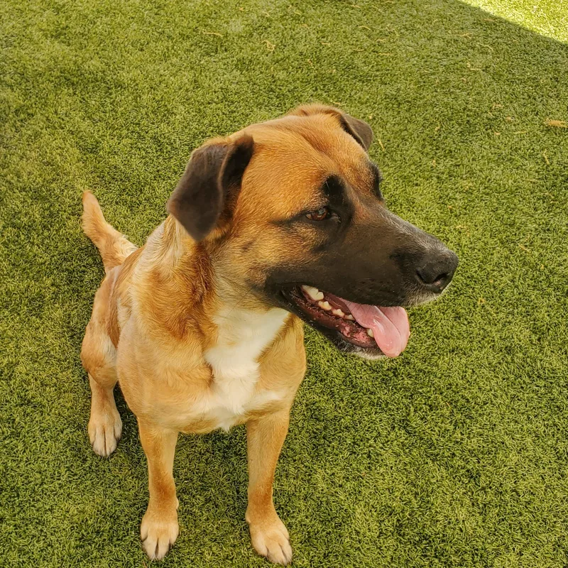 An adult large-sized female Golden German Shepherd Dog dog named Jesse for adoption in Beulah, MI