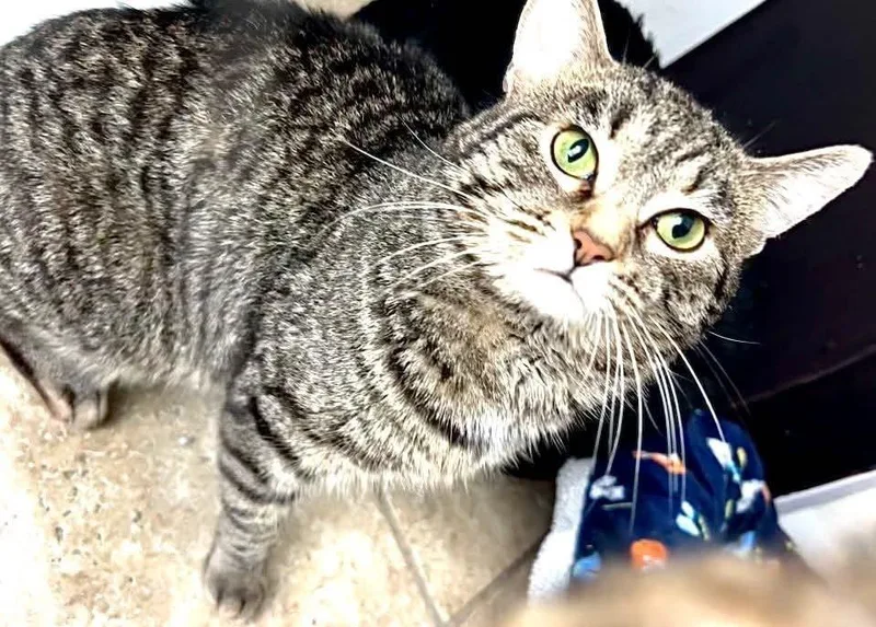 Sid The Sloth thumbnail 3