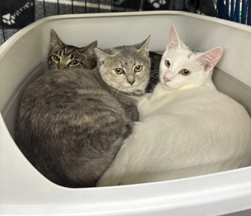A young medium-sized male Domestic Short Hair cat named Blizzard for adoption in Allison Park, PA