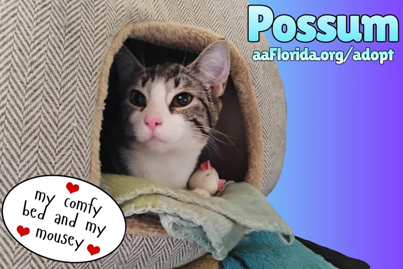 A young medium-sized male Tabby cat named Possum for adoption in Pensacola, FL