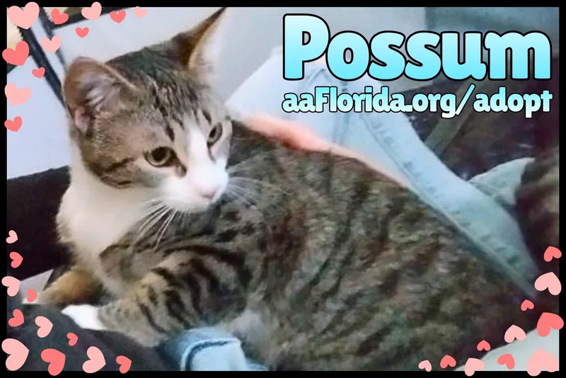 Possum thumbnail 2