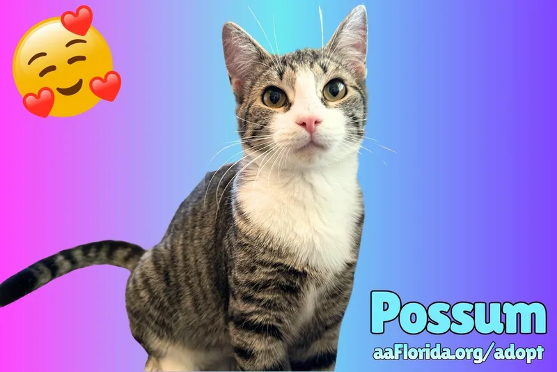 Possum thumbnail 3