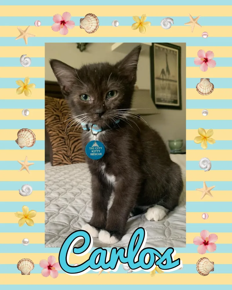 Carlos thumbnail 4