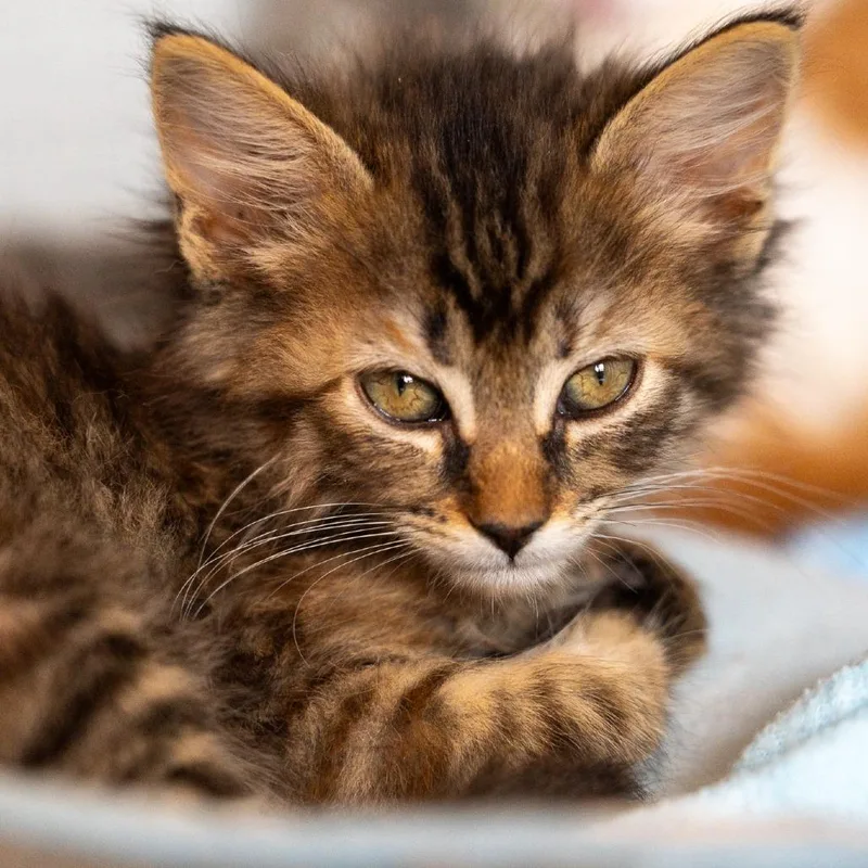 A baby small-sized female Brown / Chocolate Domestic Long Hair cat named Windsurfer for adoption in Durango, CO