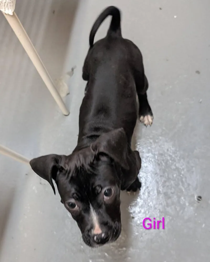 A baby medium-sized female Mixed Breed dog named Ravenbeak for adoption in Warren, MI