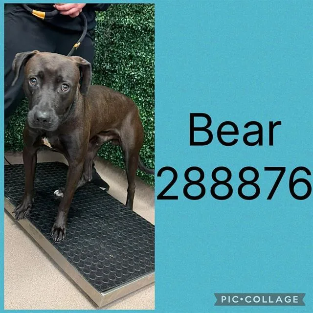 A young large-sized male Mixed Breed dog named Bear for adoption in Macon, GA