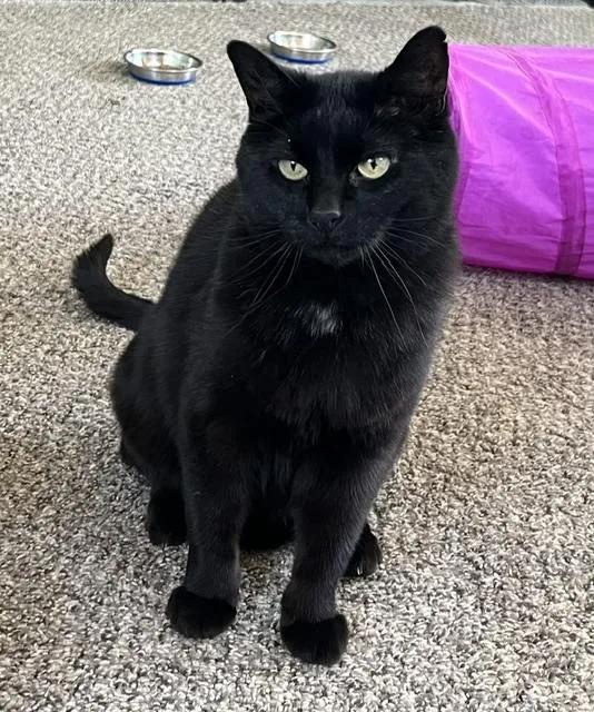 An adult medium-sized female Black Domestic Medium Hair cat named Blackie for adoption in Carson City, NV