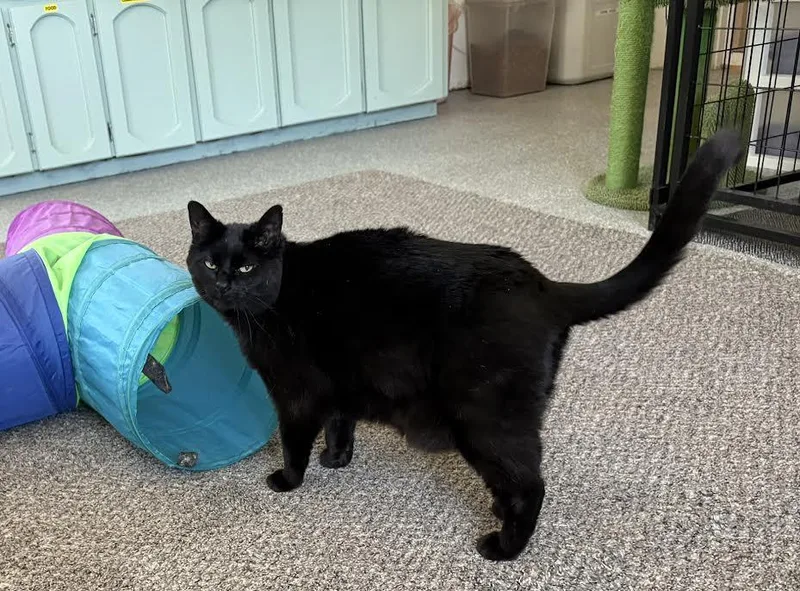 Blackie thumbnail 2