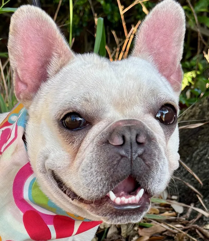 An adult small-sized female White / Cream French Bulldog dog named Kleo  What A for adoption in Cypress, TX