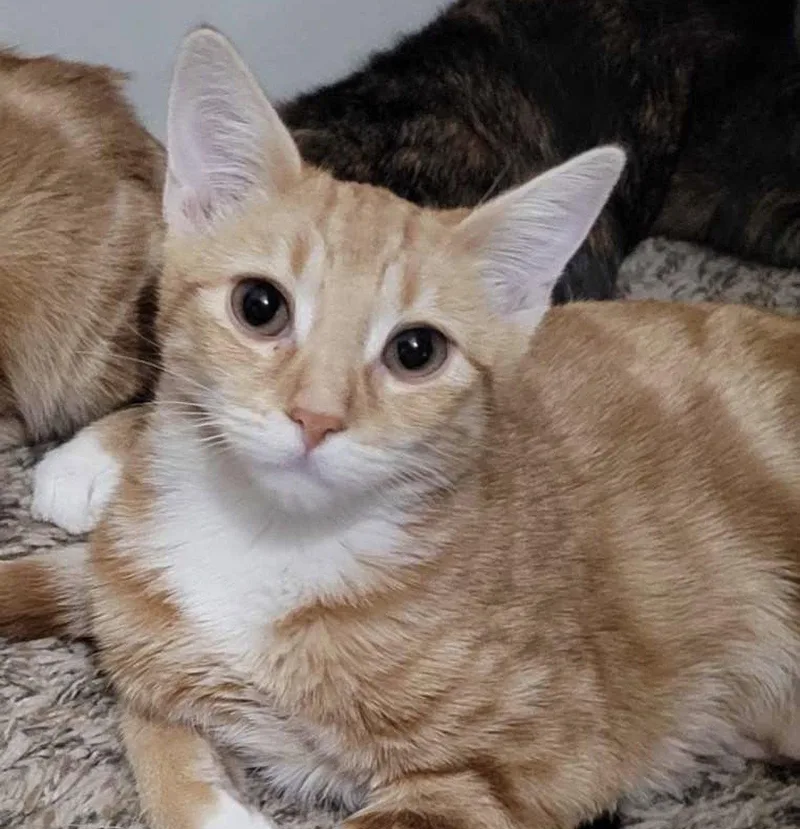 A young medium-sized female Domestic Short Hair cat named Ren for adoption in Riverside, CA