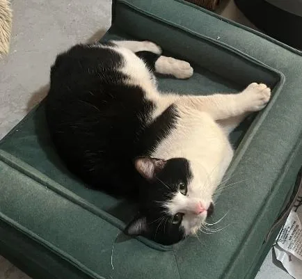 A young medium-sized male Black & White / Tuxedo Extra-Toes Cat / Hemingway Polydactyl cat named Cow for adoption in Warr Acres, OK