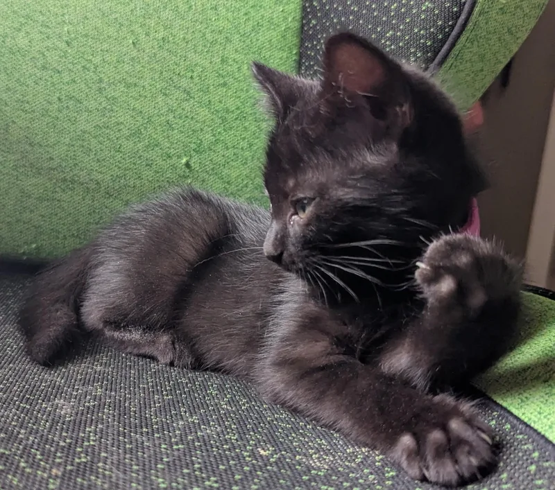 A young medium-sized male Black American Shorthair cat named Raspberry for adoption in Rochester, NY