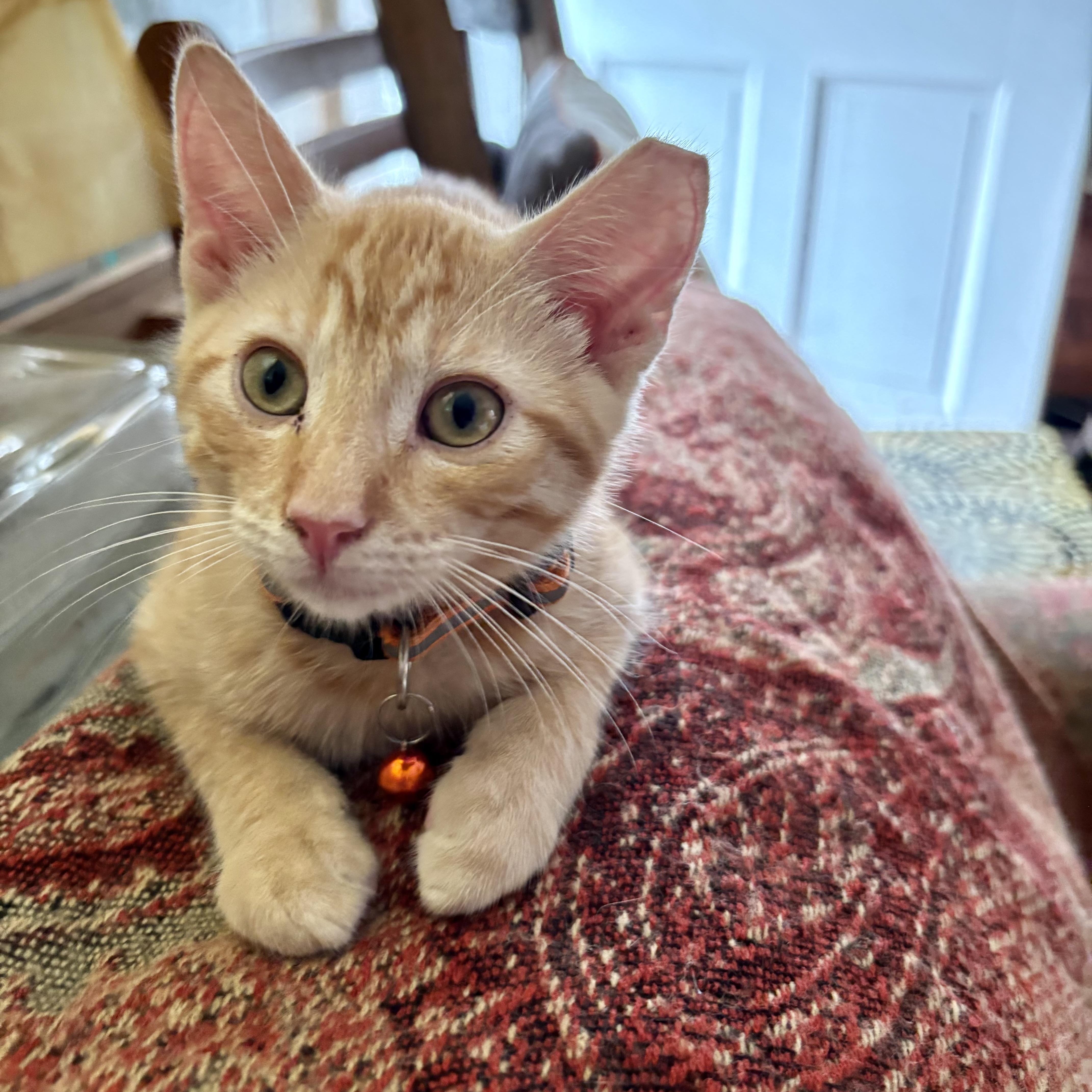 A baby small-sized female Tabby (Orange / Red) Domestic Short Hair cat named Japanese Koi for adoption in Richmond, VA