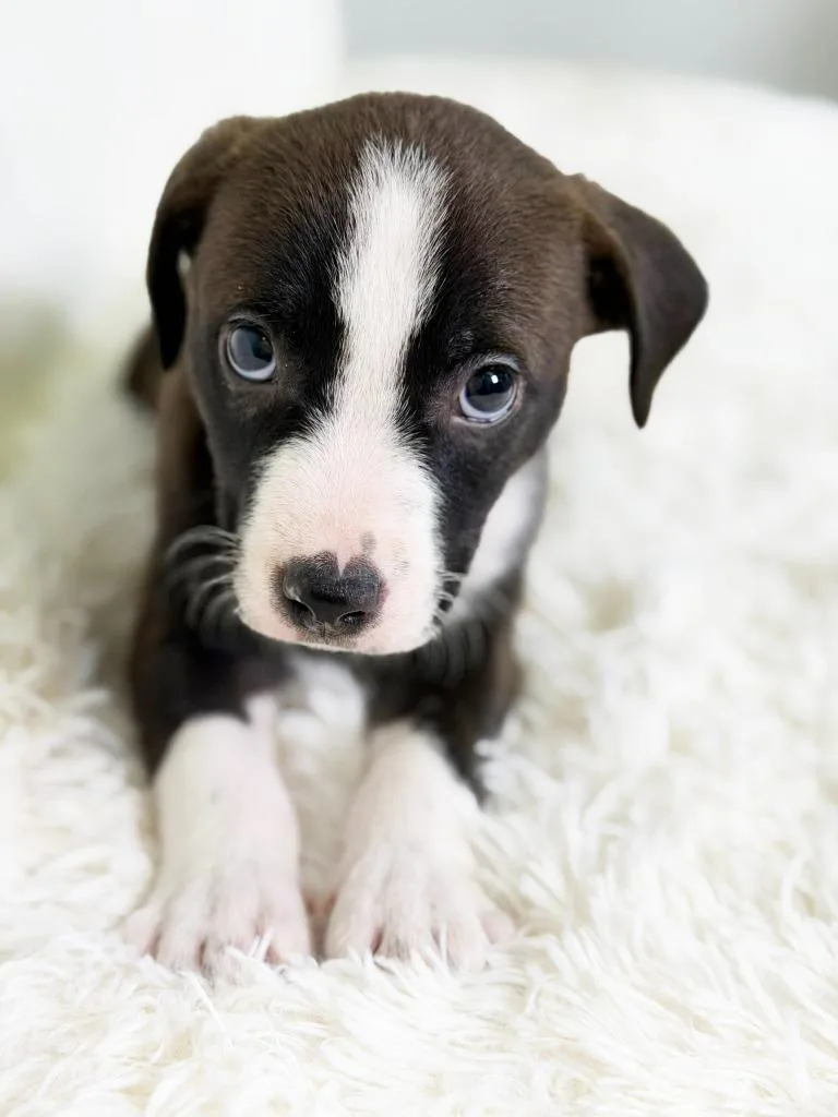 Cookie Litter Molasses