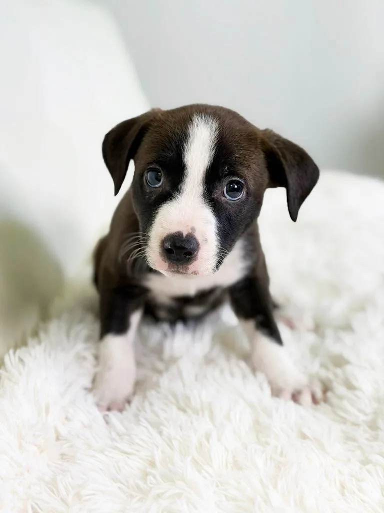 Cookie Litter Molasses thumbnail 2