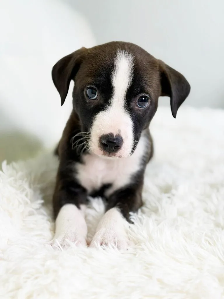 Cookie Litter Molasses thumbnail 3