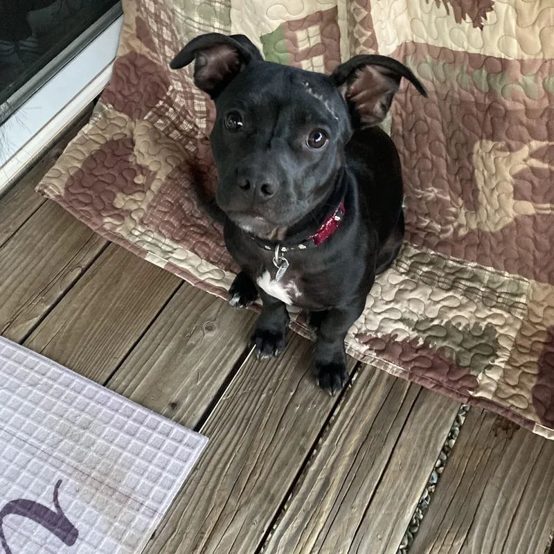 A baby small-sized female Black American Bully dog named Little Girl for adoption in Sonora, CA