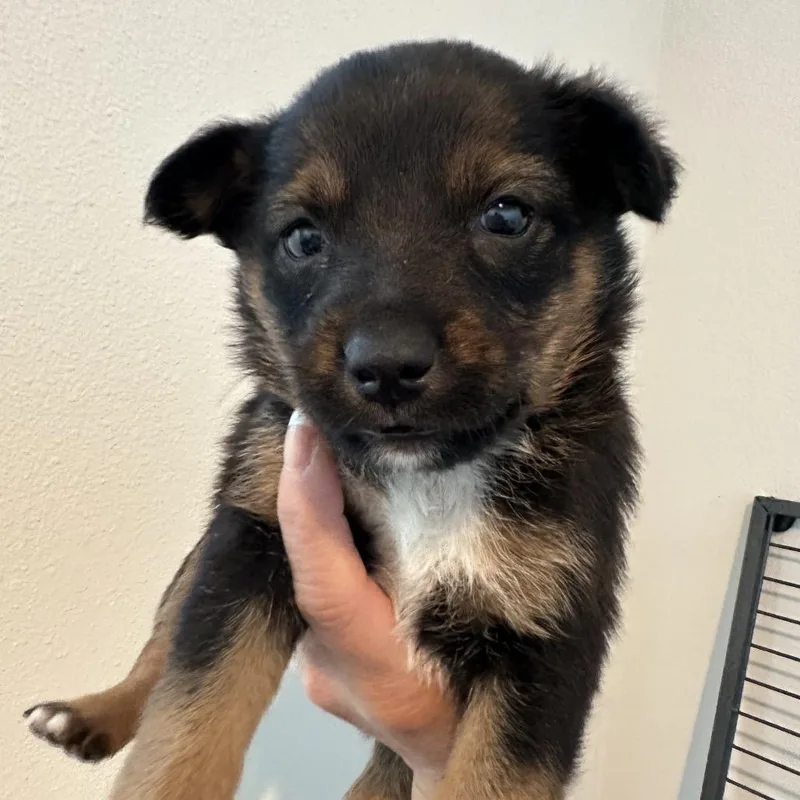 A baby medium-sized female Brown / Chocolate Cattle Dog dog named Annie for adoption in Sacramento, CA