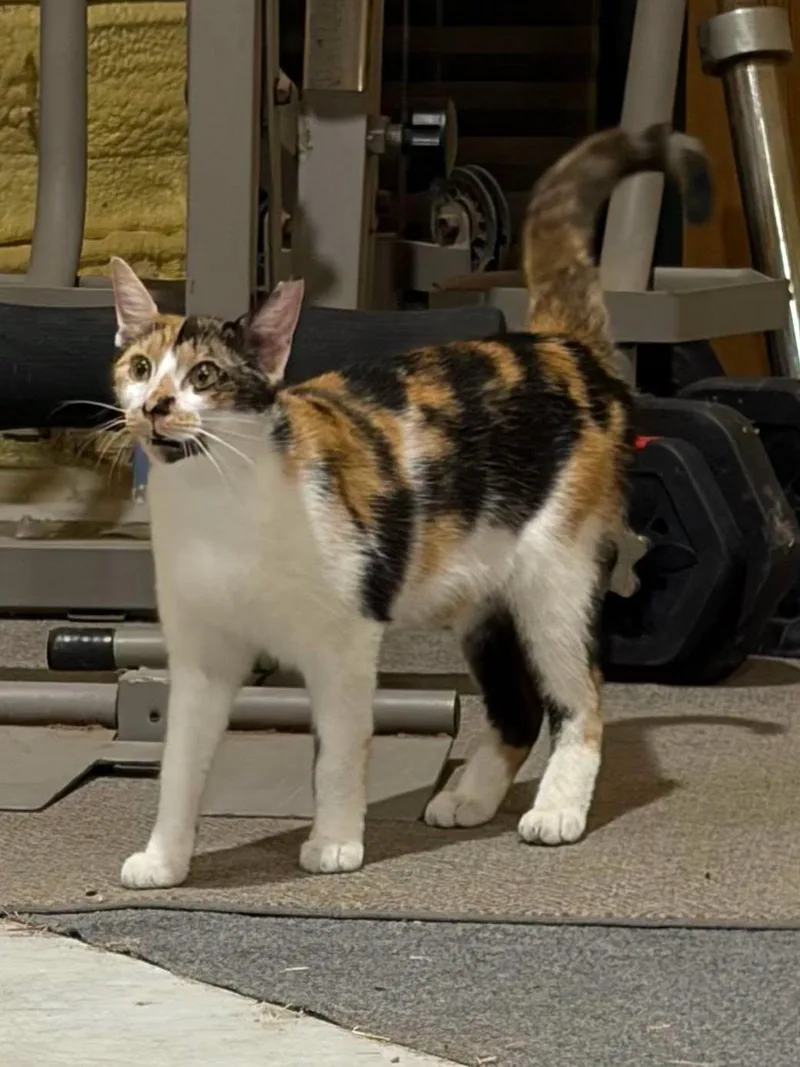 A young medium-sized female Calico cat named Sassy for adoption in Midlothian, TX