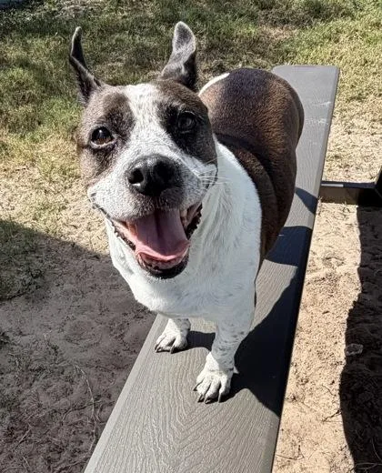 An adult medium-sized female Black Boston Terrier dog named Sprinkles for adoption in Inverness, FL