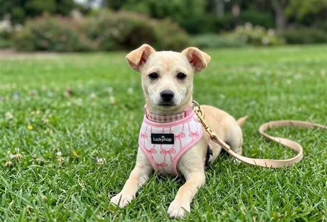 A young medium-sized female Chihuahua dog named Nuez for adoption in Downey, CA