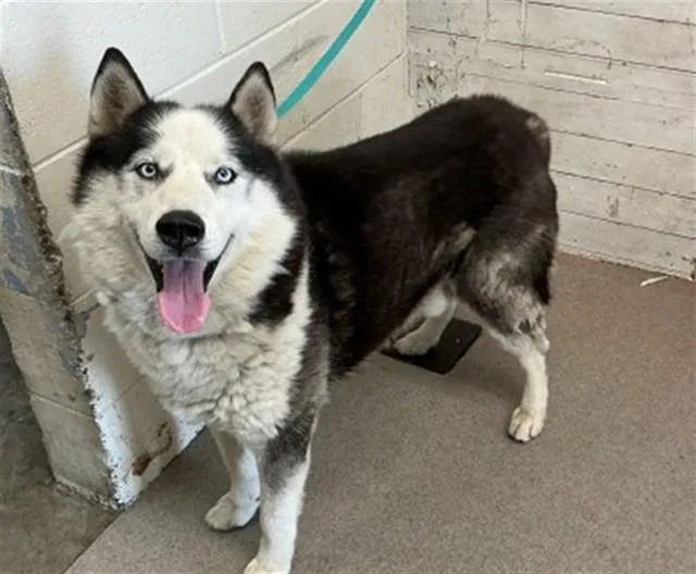 An adult medium-sized male Siberian Husky dog named Oreo for adoption in San Bernardino, CA