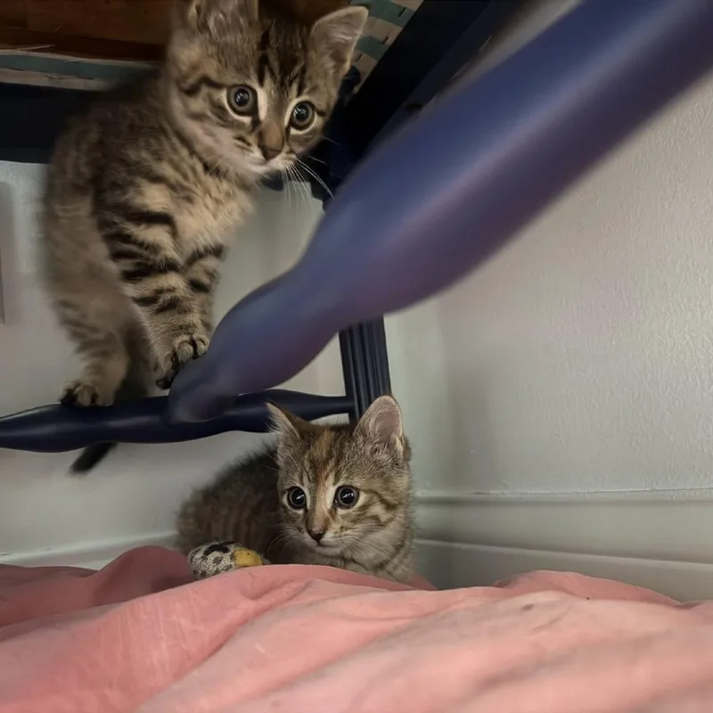 A baby small-sized male Brown / Chocolate Domestic Short Hair cat named Reuben C for adoption in Minnetonka, MN