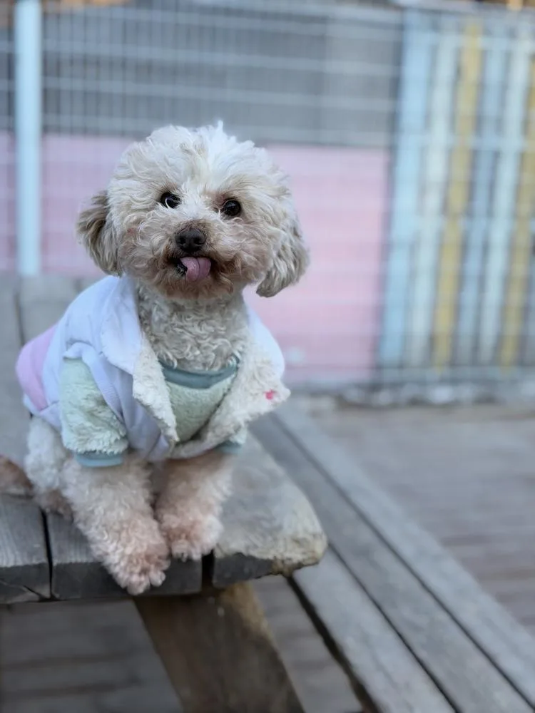 An adult small-sized female Poodle dog named Labubu for adoption in Long Island City, NY