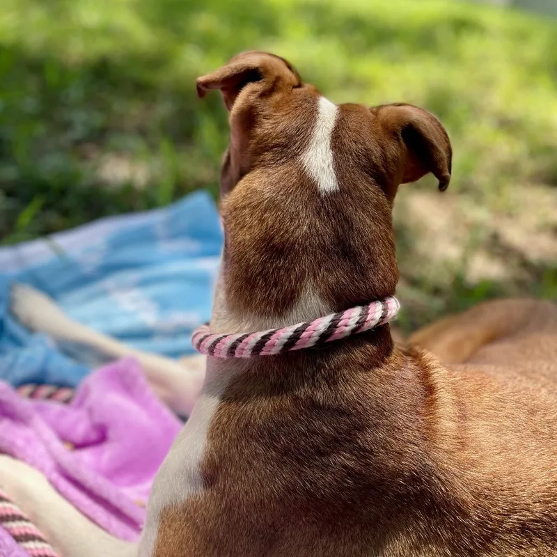 An adult medium-sized female Brown / Chocolate Mixed Breed dog named Sandy for adoption in Edwardsville, IL