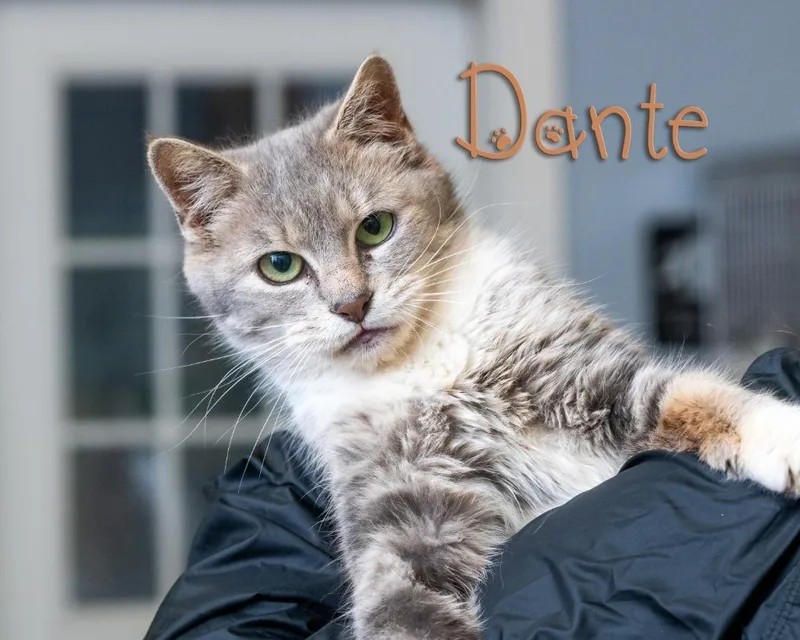 A young small-sized male Gray & White Domestic Short Hair cat named Dante for adoption in Somerset, PA