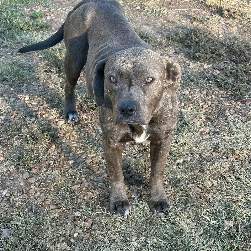 An adult medium-sized female Gray / Blue / Silver American Staffordshire Terrier dog named Lila Grace for adoption in Long Island City, NY