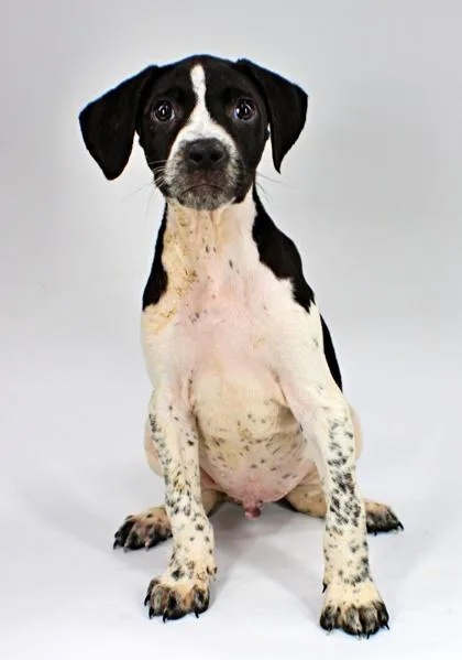 A baby large-sized male German Shorthaired Pointer dog named Kirk for adoption in Morton Grove, IL