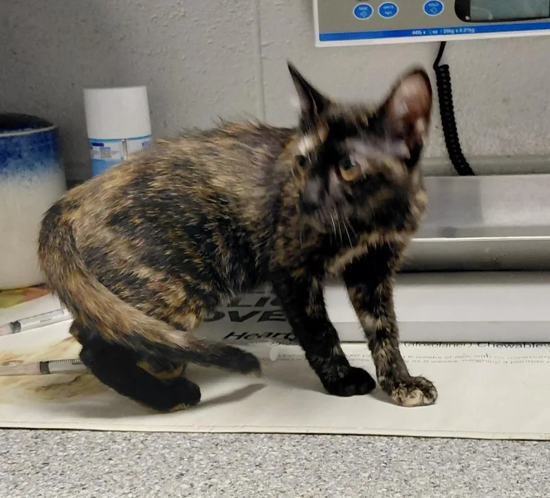 A baby small-sized female Domestic Short Hair cat named Artemis for adoption in Henderson, NC