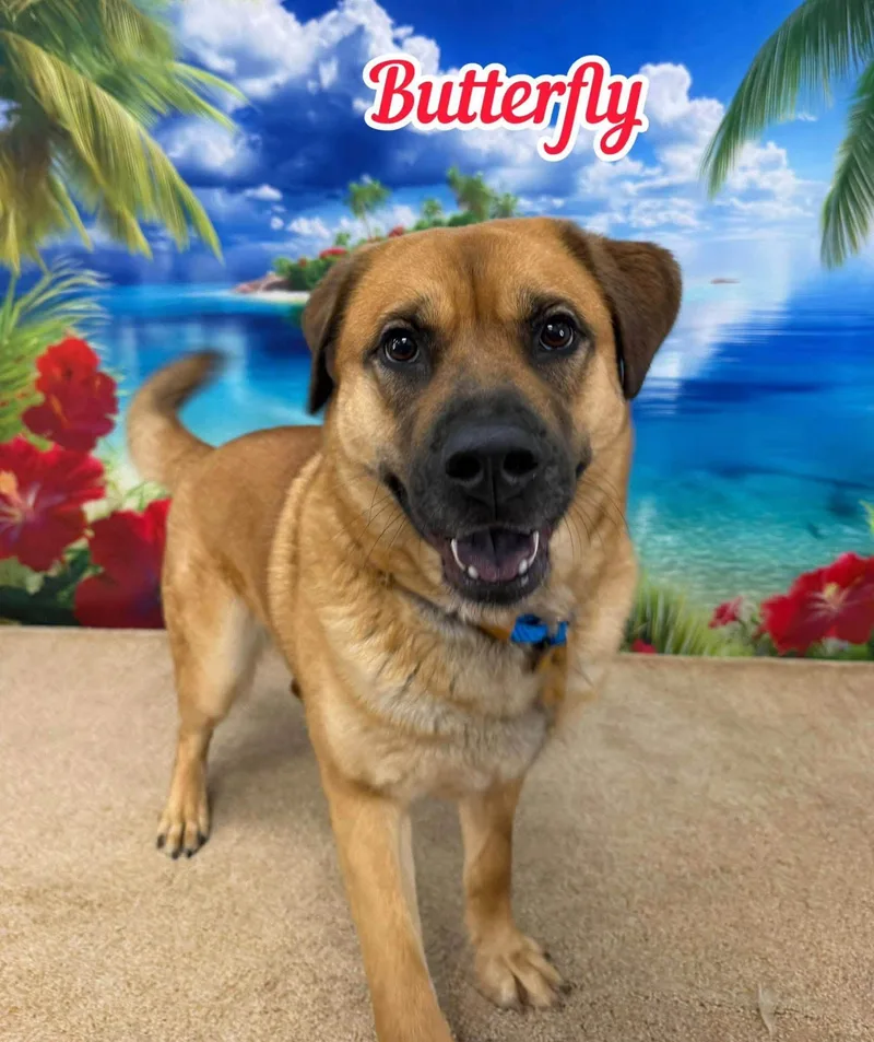 A young large-sized female Yellow / Tan / Blond / Fawn Shepherd dog named Butterfly for adoption in Flint, MI