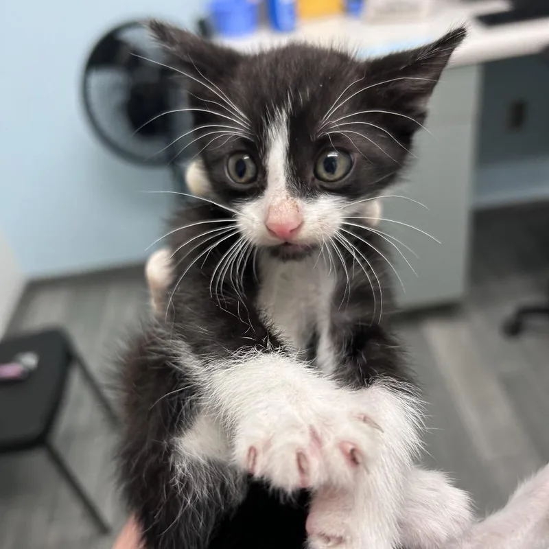 A baby small-sized male Black Domestic Short Hair cat named Okra for adoption in Jacksonville, FL