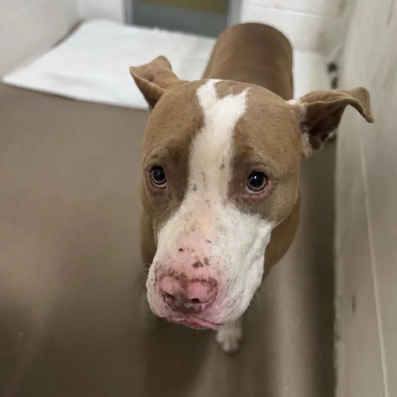 An adult medium-sized female Yellow / Tan / Blond / Fawn Mixed Breed dog named Selkie for adoption in Yanceyville, NC
