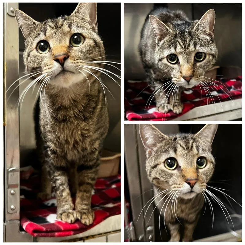 An adult small-sized female Brown / Chocolate Domestic Short Hair cat named Bubbles for adoption in New York, NY