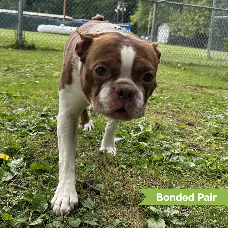 A senior small-sized male Boston Terrier dog named Apollo for adoption in Reisterstown, MD