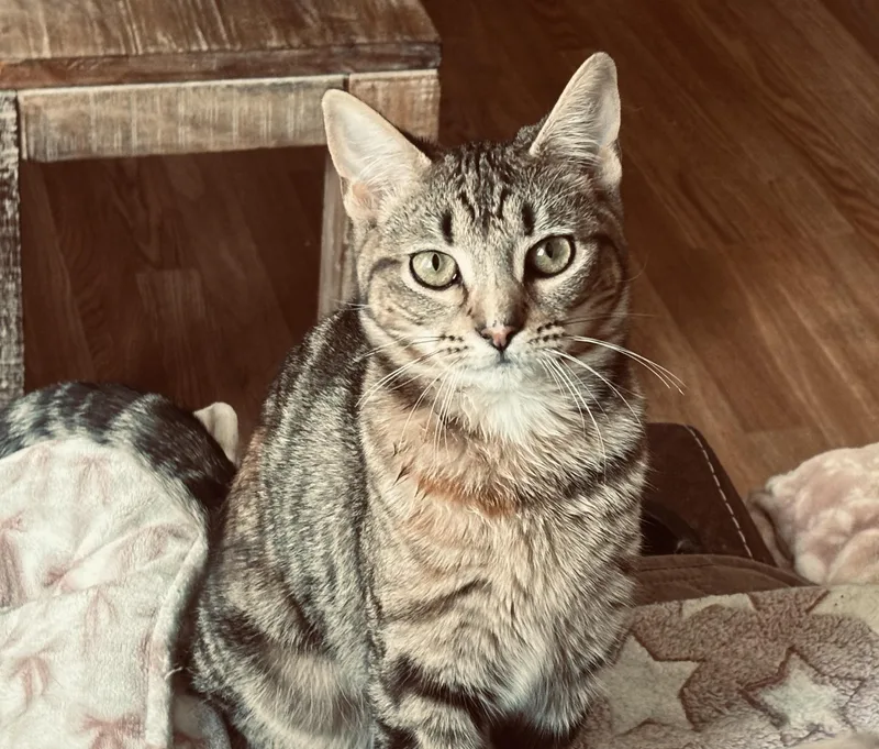 A young medium-sized female Tabby cat named Lily for adoption in Dayville, CT