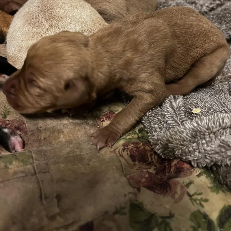 Nutmeg thumbnail 2