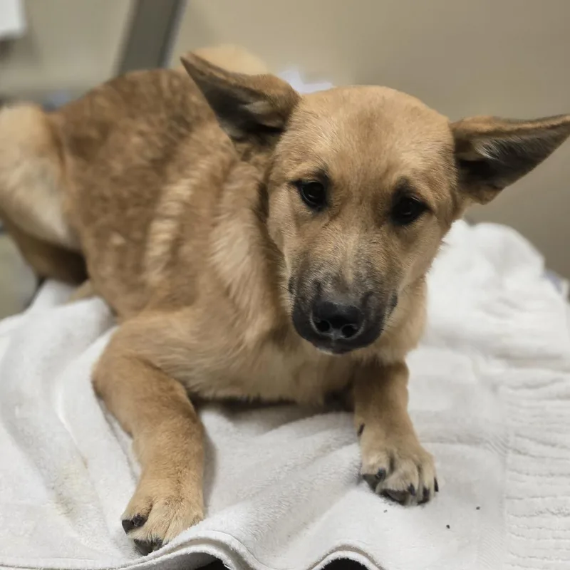 A baby medium-sized female Brown / Chocolate Mixed Breed dog named Wilma for adoption in Wickenburg, AZ