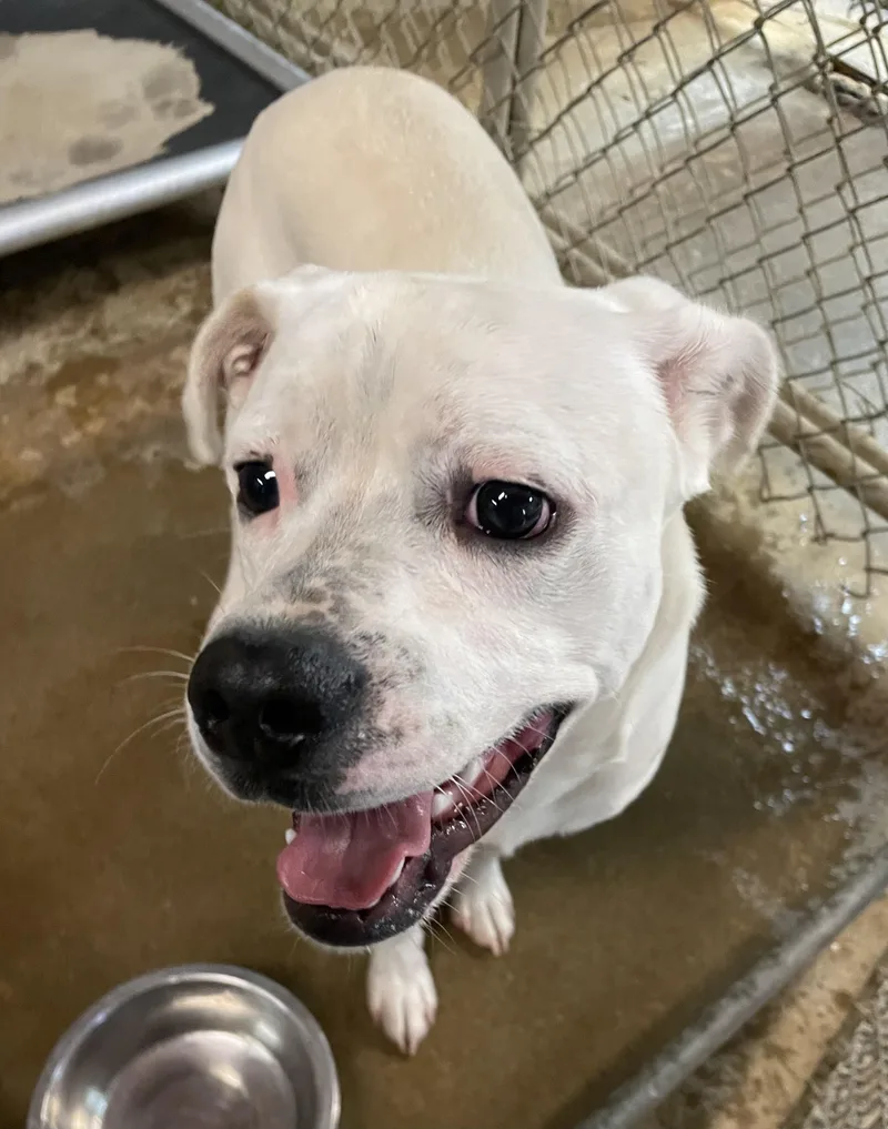 A young medium-sized male American Bully dog named Bubblegum HOLD for adoption in Canton, OH
