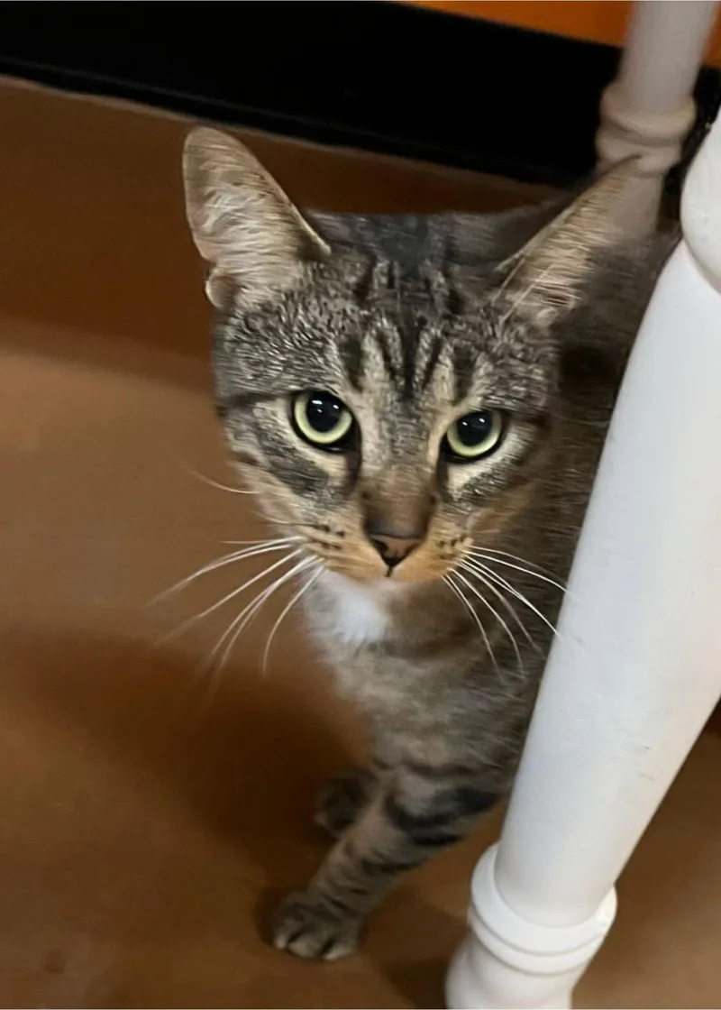 A young medium-sized male Domestic Short Hair cat named Preston for adoption in Blasdell, NY