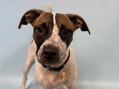 A young medium-sized female Cattle Dog dog named Denali for adoption in Golden Valley, MN