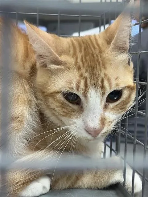 An adult small-sized male Domestic Short Hair cat named Rolland for adoption in Las Vegas, NV
