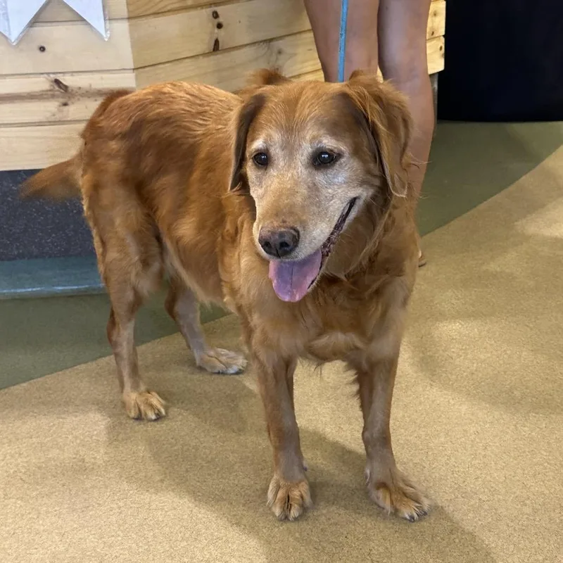 An adult medium-sized female Red / Chestnut / Orange Irish Setter dog named IEPAStray for adoption in Upland, CA