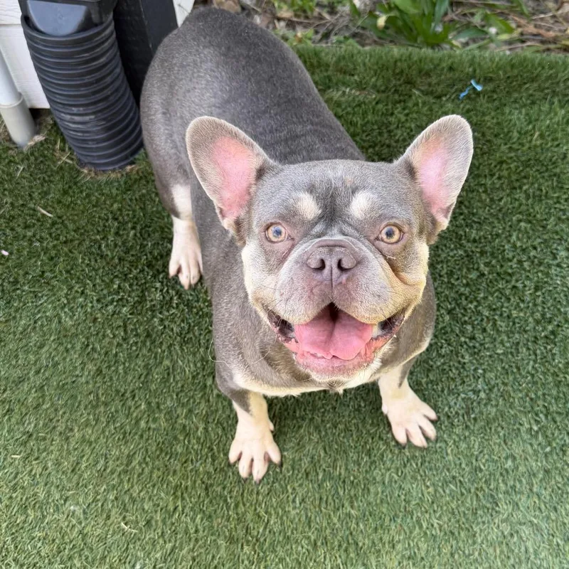 An adult medium-sized female French Bulldog dog named Trina for adoption in Zionsville, IN